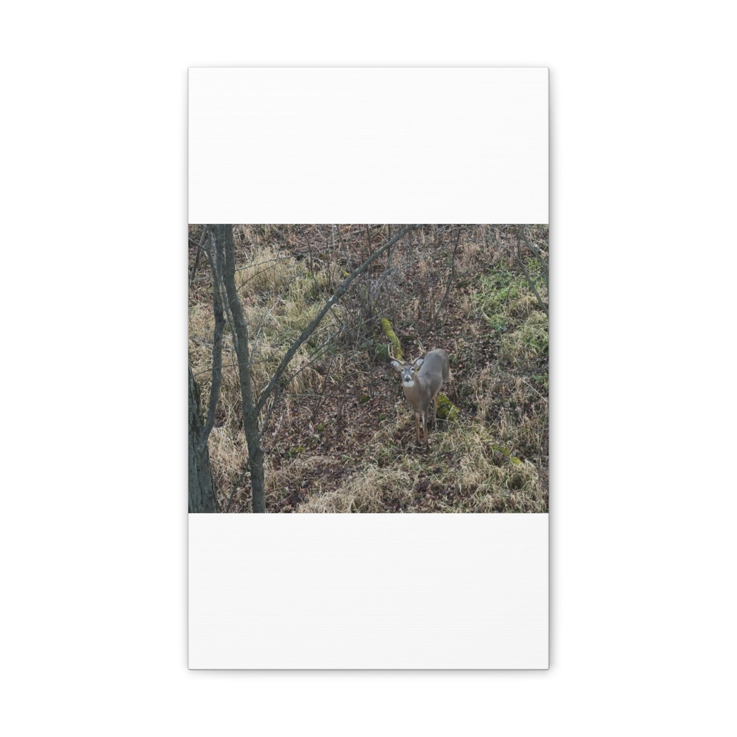 Wisconsin Adrenaline Junkies - Canvas Stretched, 0.75" - Deer
