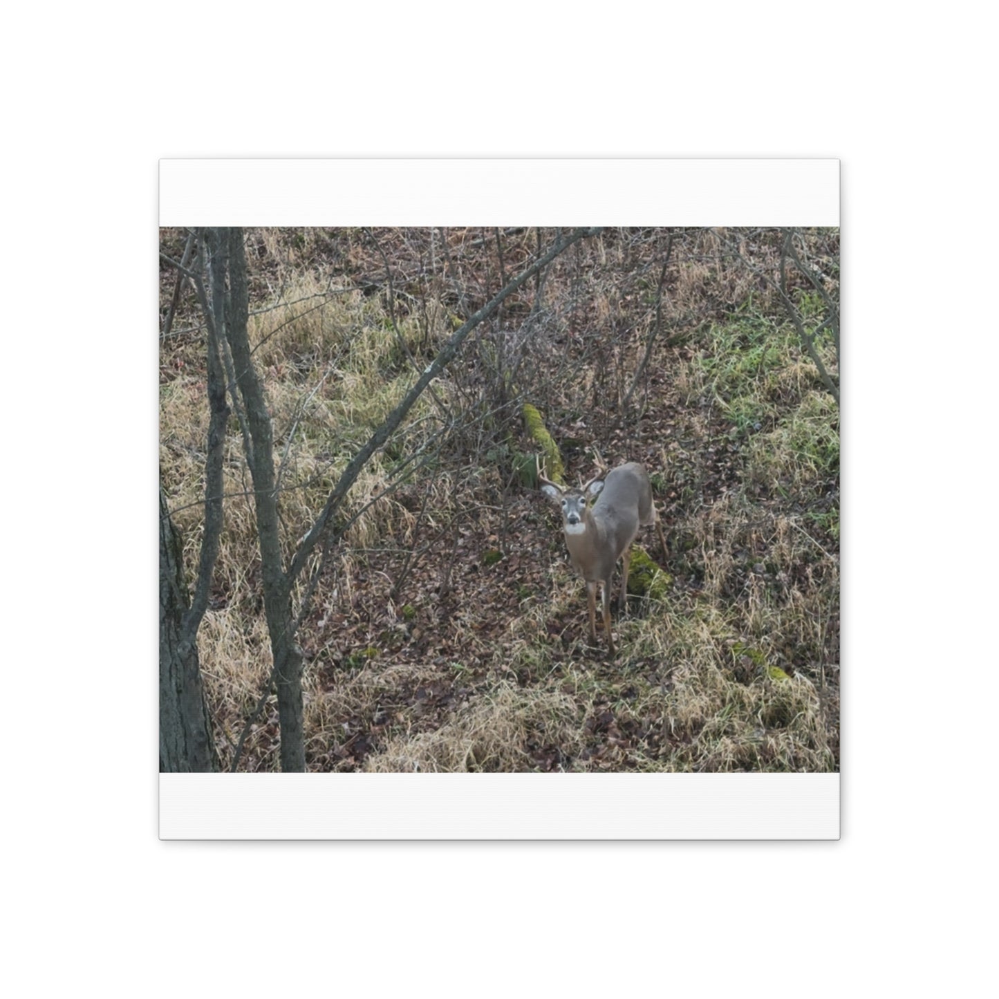 Wisconsin Adrenaline Junkies - Canvas Stretched, 0.75" - Deer
