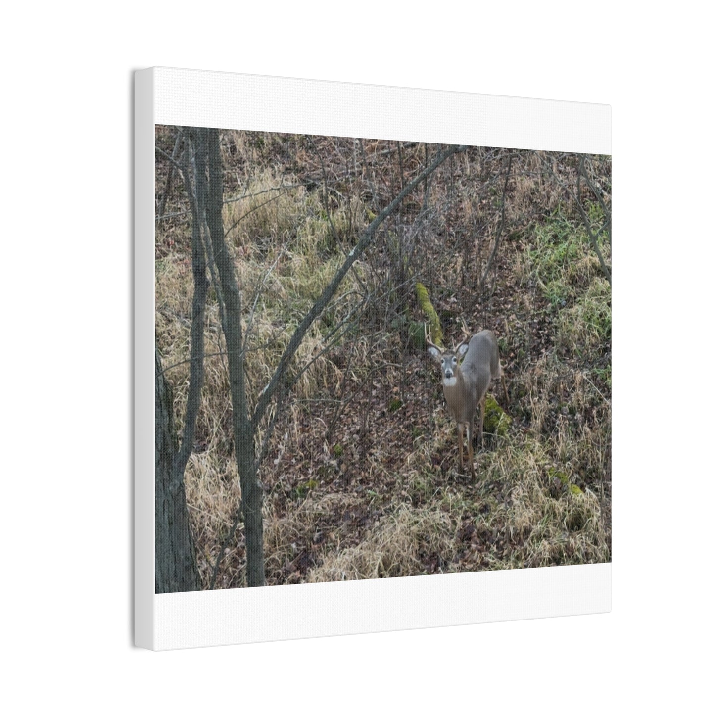 Wisconsin Adrenaline Junkies - Canvas Stretched, 0.75" - Deer