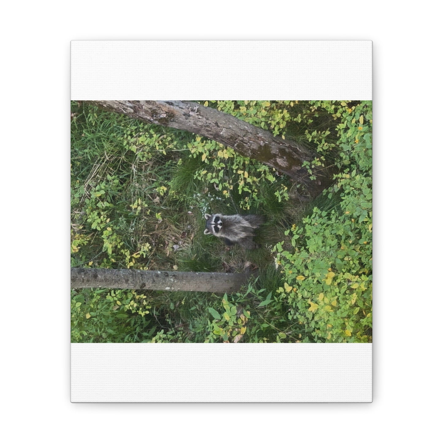 Wisconsin Adrenaline Junkies - Canvas Stretched, 0.75" - Friend