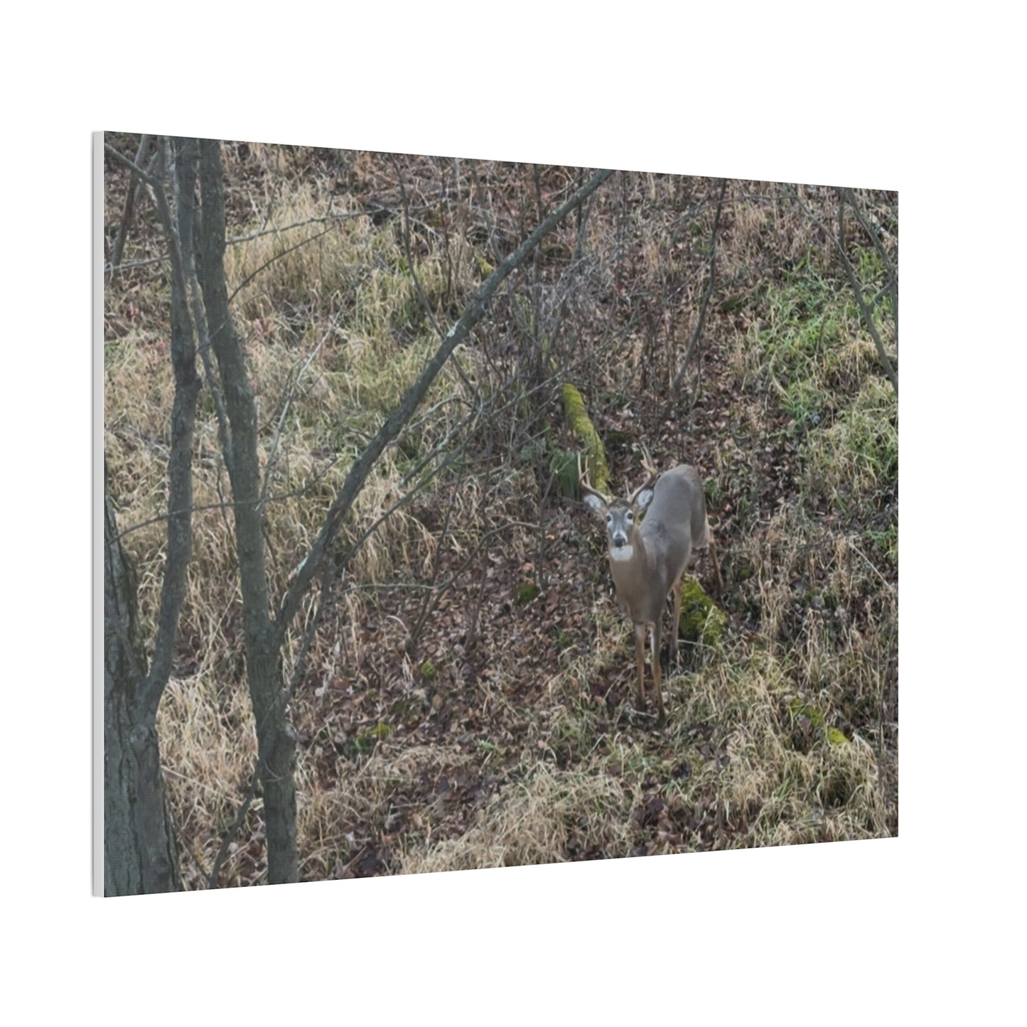 Wisconsin Adrenaline Junkies - Canvas Stretched, 0.75" - Deer