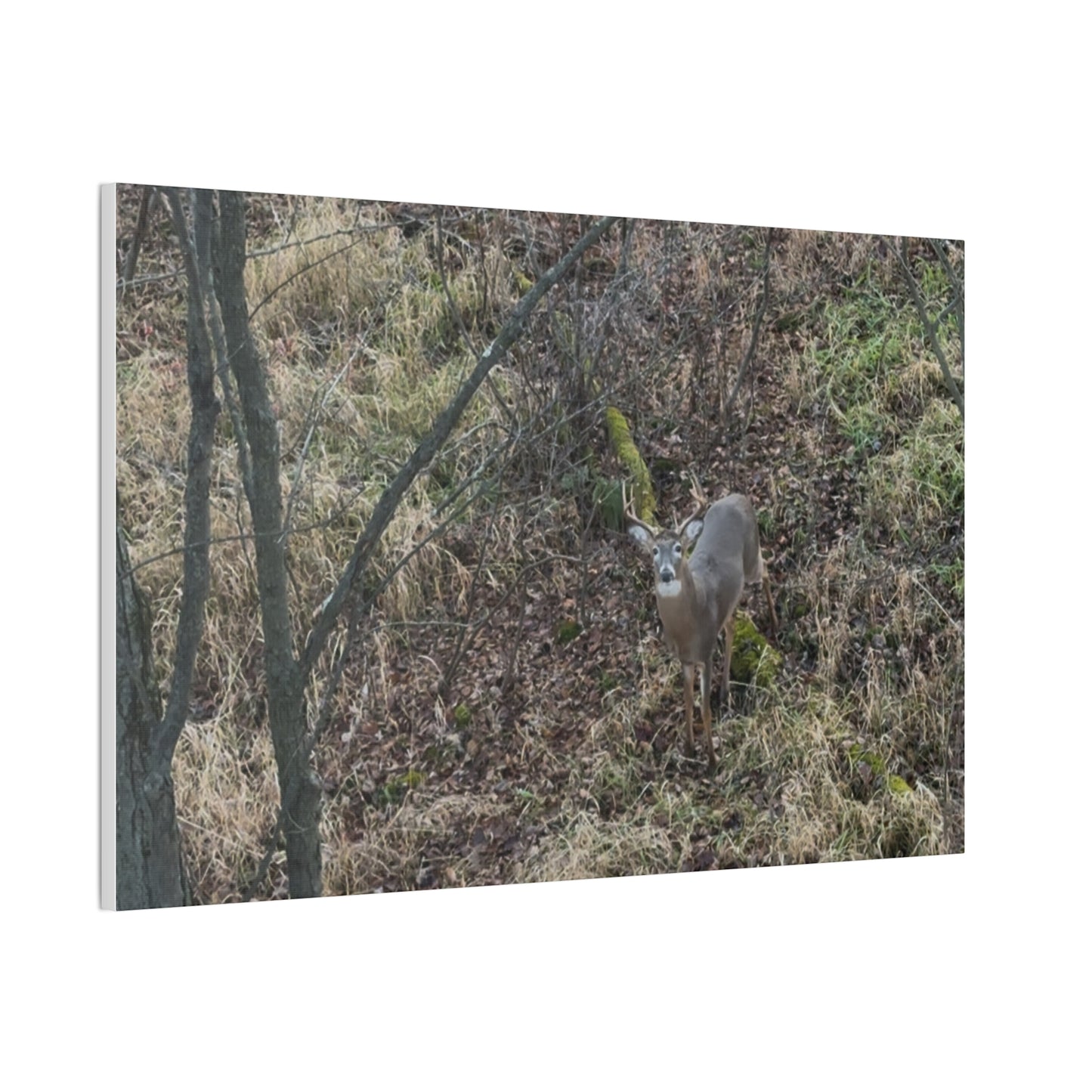 Wisconsin Adrenaline Junkies - Canvas Stretched, 0.75" - Deer