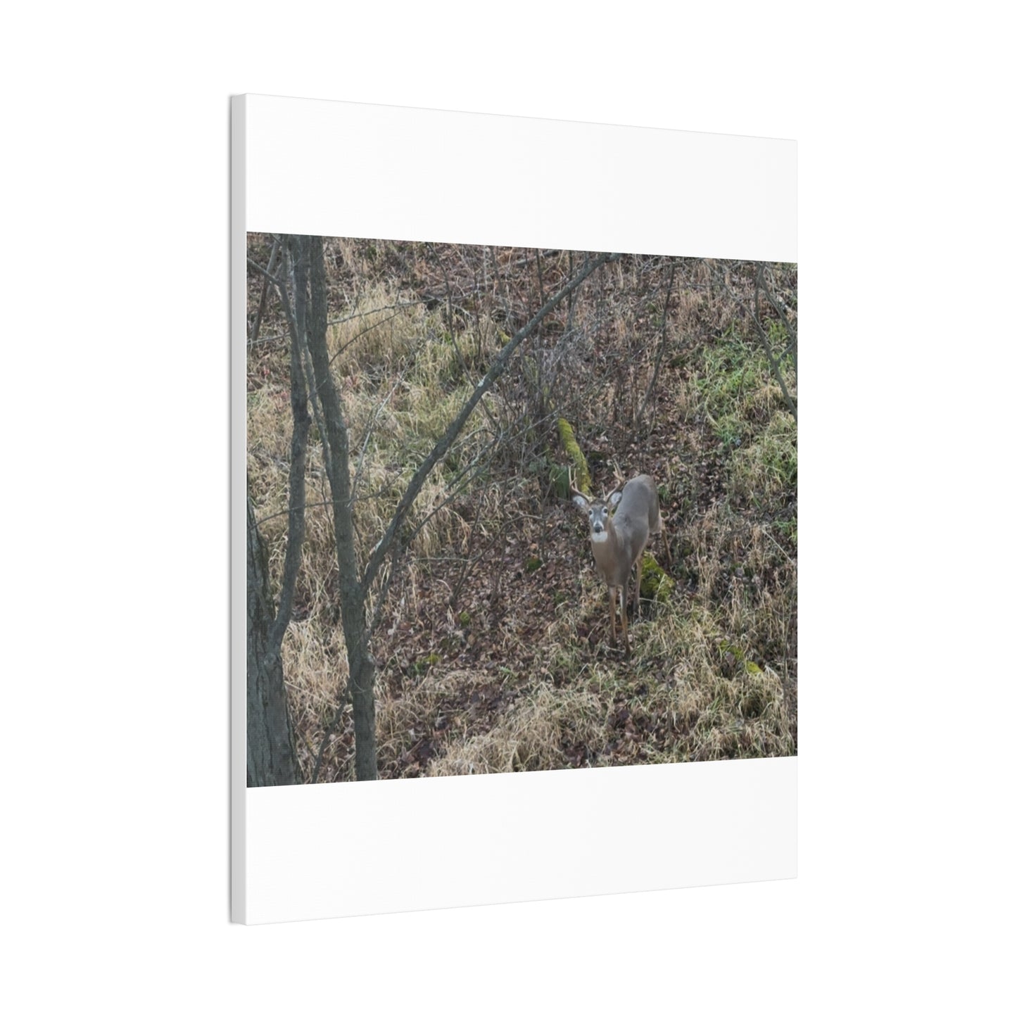 Wisconsin Adrenaline Junkies - Canvas Stretched, 0.75" - Deer