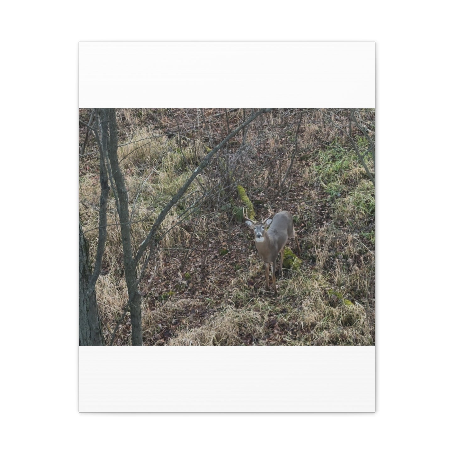 Wisconsin Adrenaline Junkies - Canvas Stretched, 0.75" - Deer