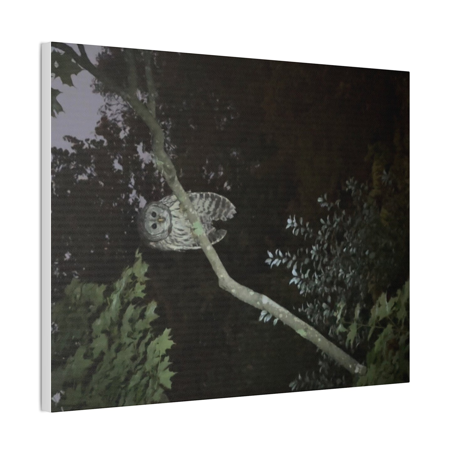 Wisconsin Adrenaline Junkies - Canvas Stretched, 0.75" - Watcher
