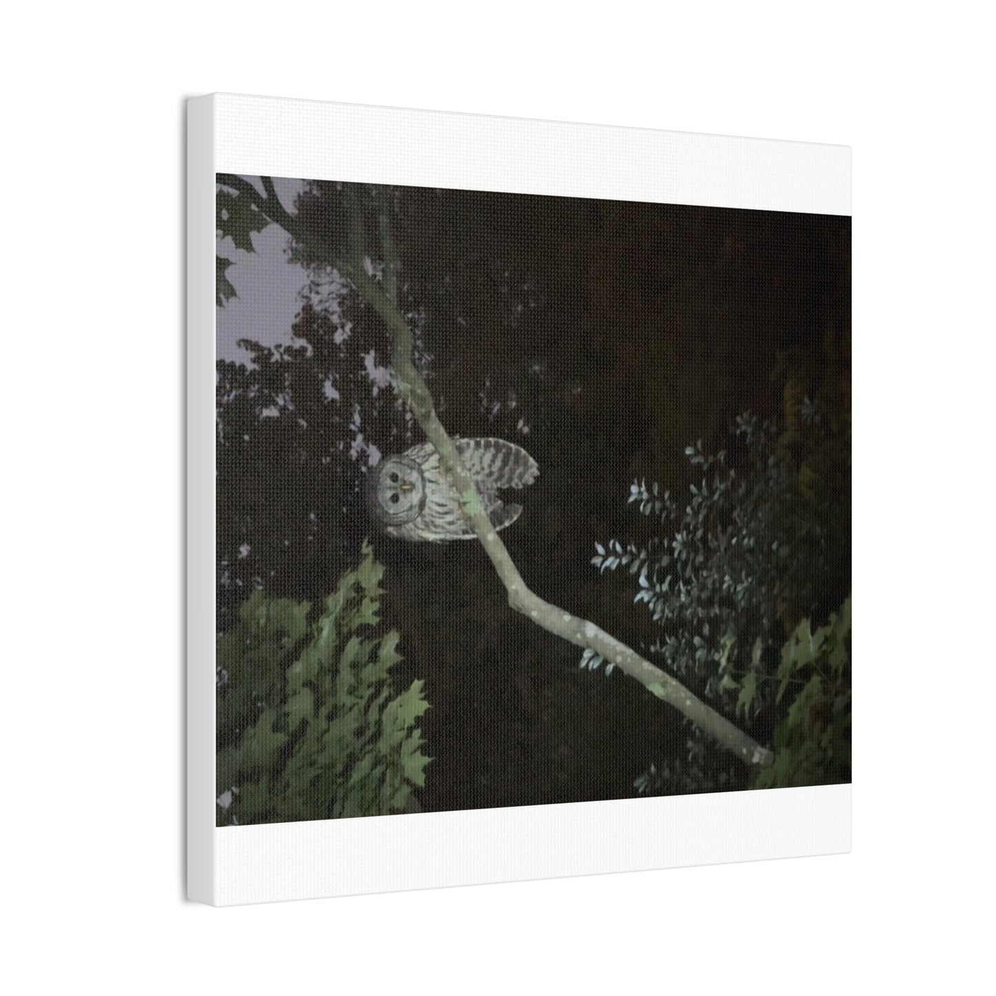 Wisconsin Adrenaline Junkies - Canvas Stretched, 0.75" - Watcher
