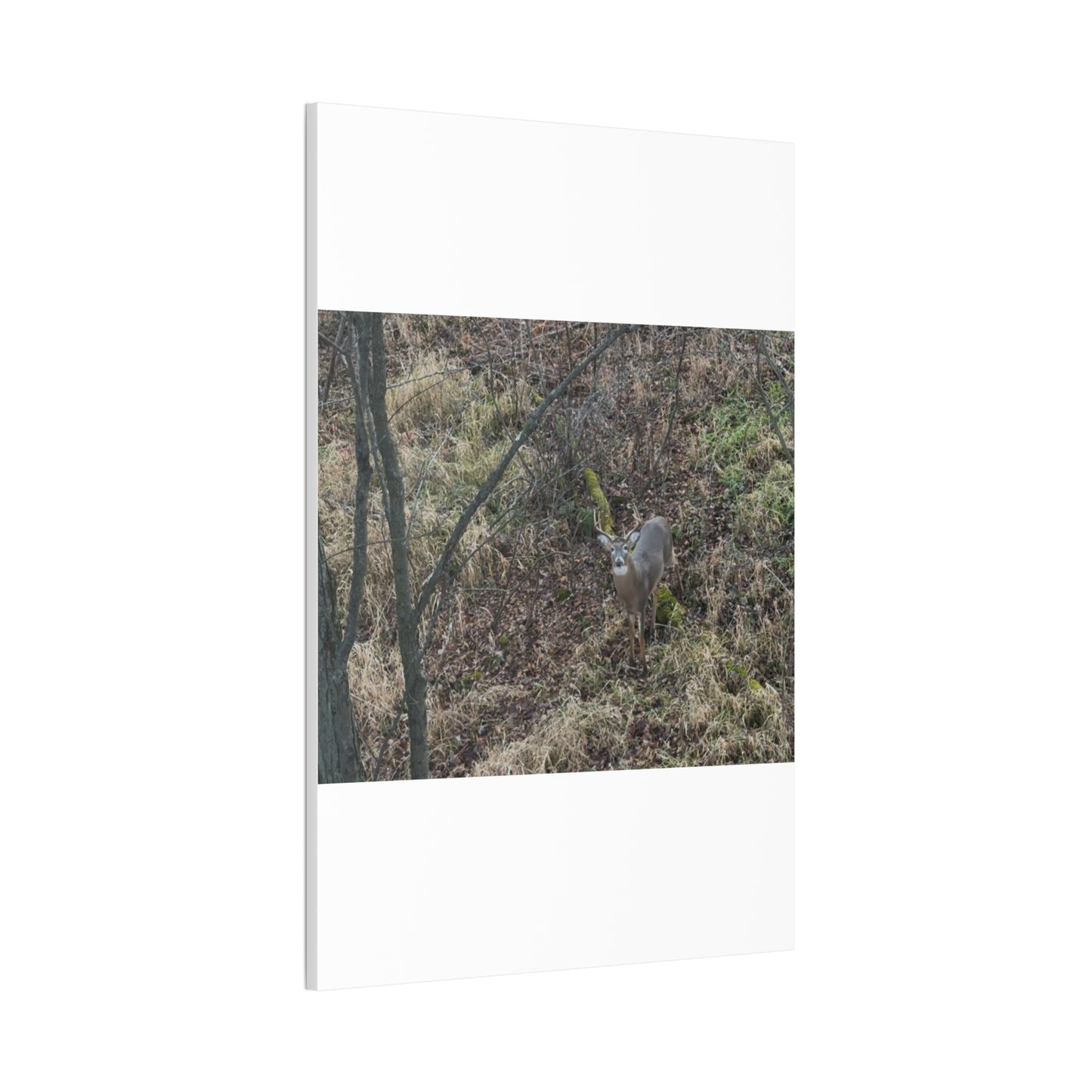Wisconsin Adrenaline Junkies - Canvas Stretched, 0.75" - Deer