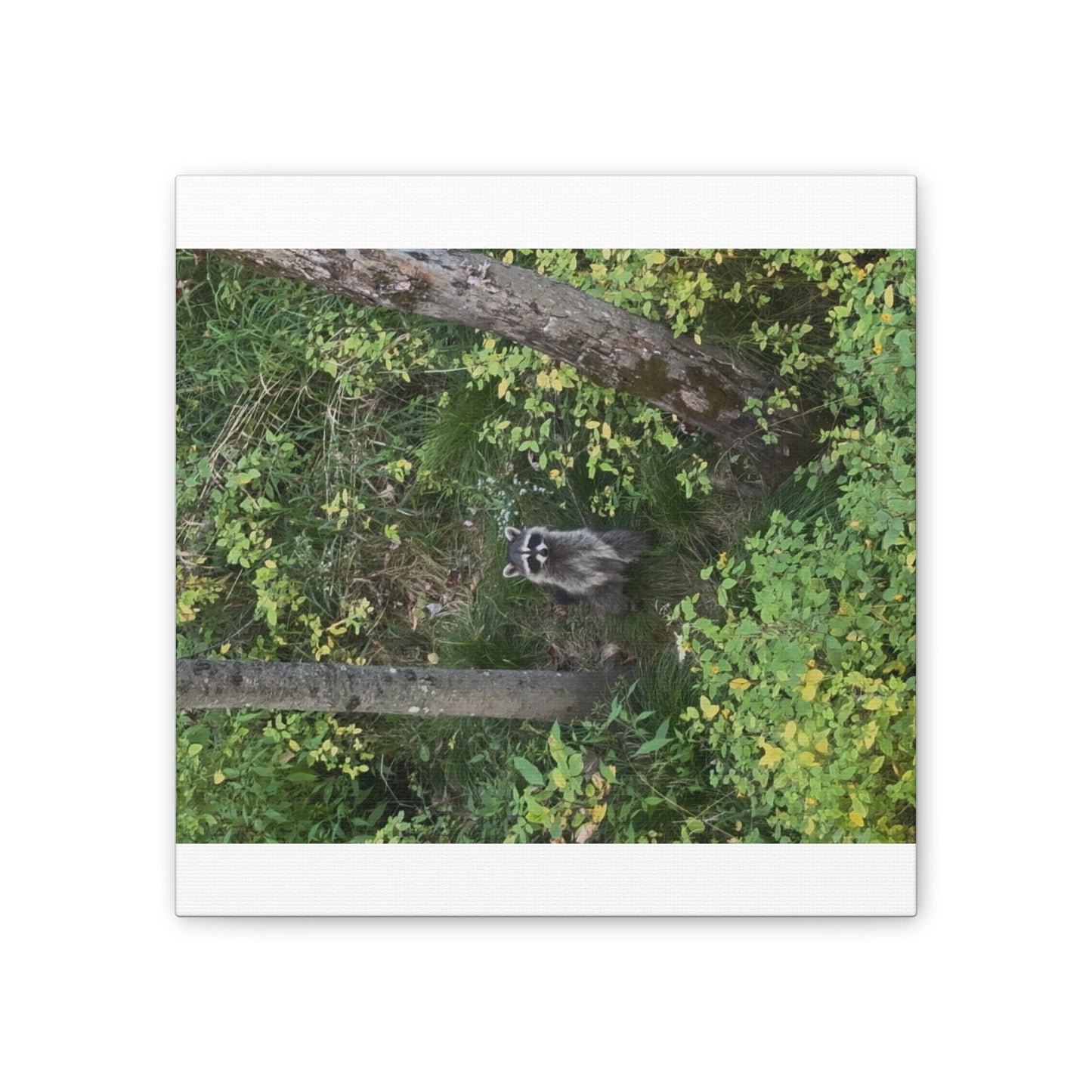Wisconsin Adrenaline Junkies - Canvas Stretched, 0.75" - Friend
