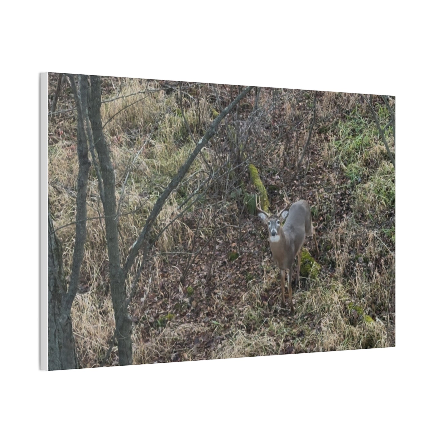 Wisconsin Adrenaline Junkies - Canvas Stretched, 0.75" - Deer