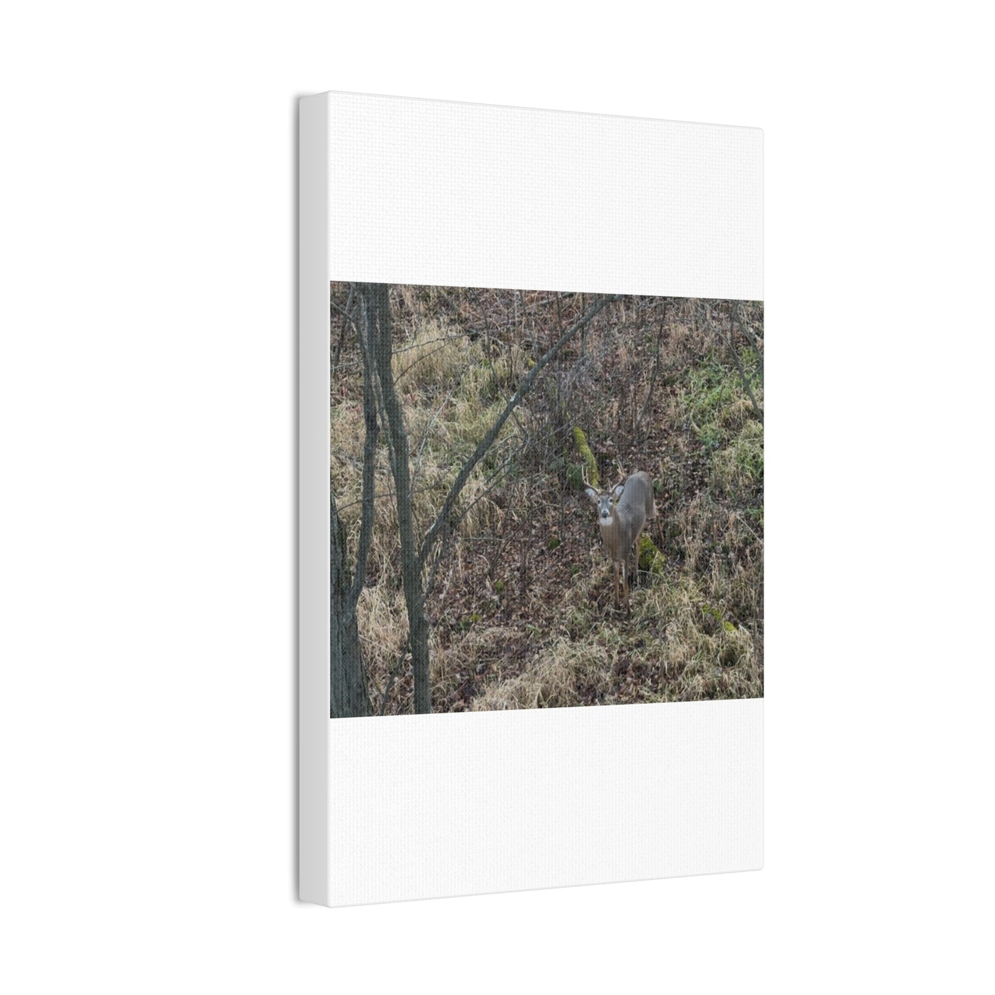 Wisconsin Adrenaline Junkies - Canvas Stretched, 0.75" - Deer