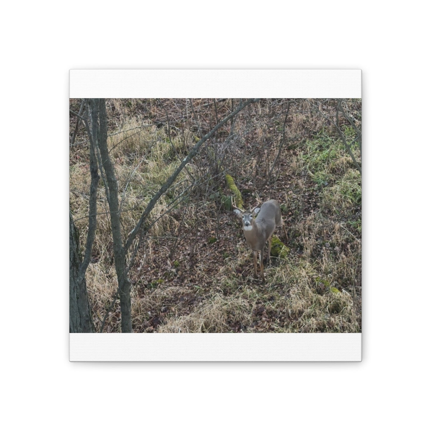 Wisconsin Adrenaline Junkies - Canvas Stretched, 0.75" - Deer