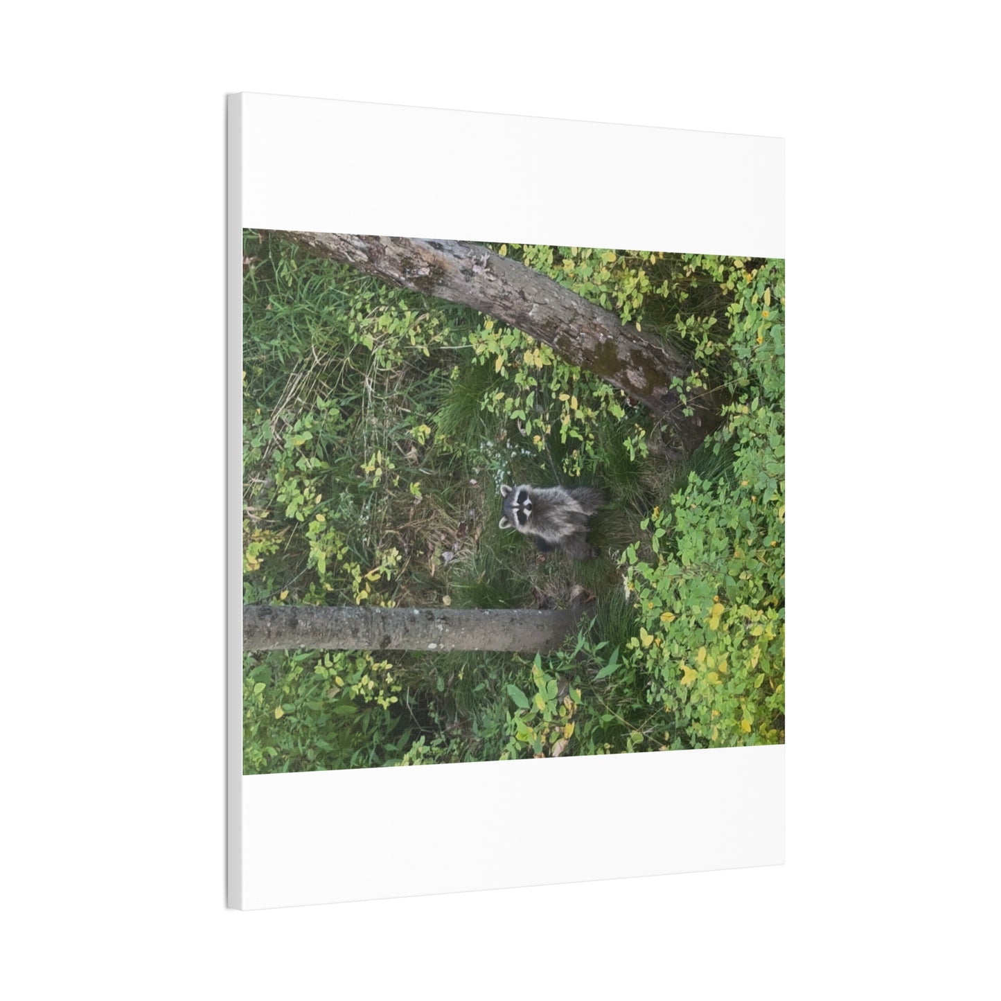 Wisconsin Adrenaline Junkies - Canvas Stretched, 0.75" - Friend