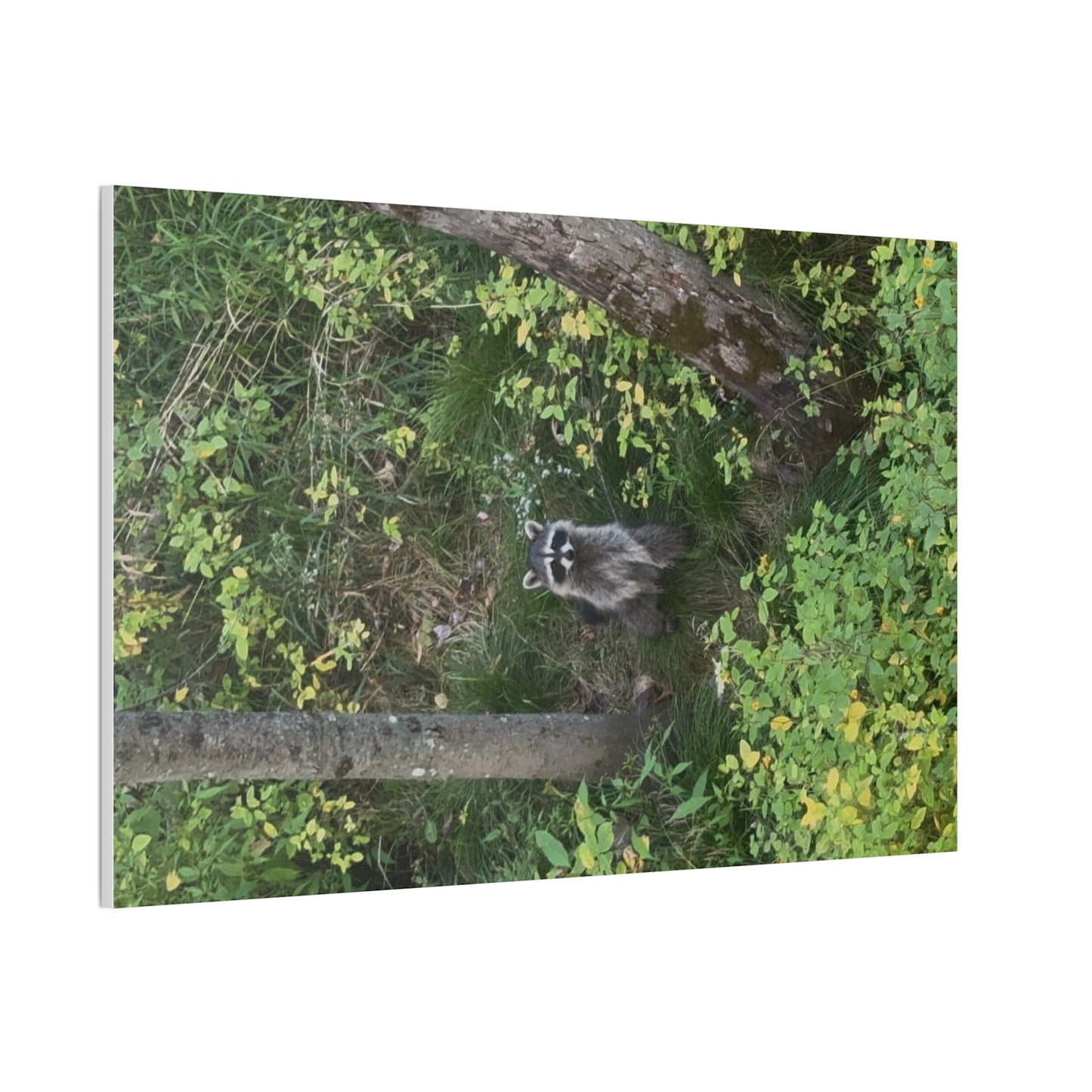 Wisconsin Adrenaline Junkies - Canvas Stretched, 0.75" - Friend