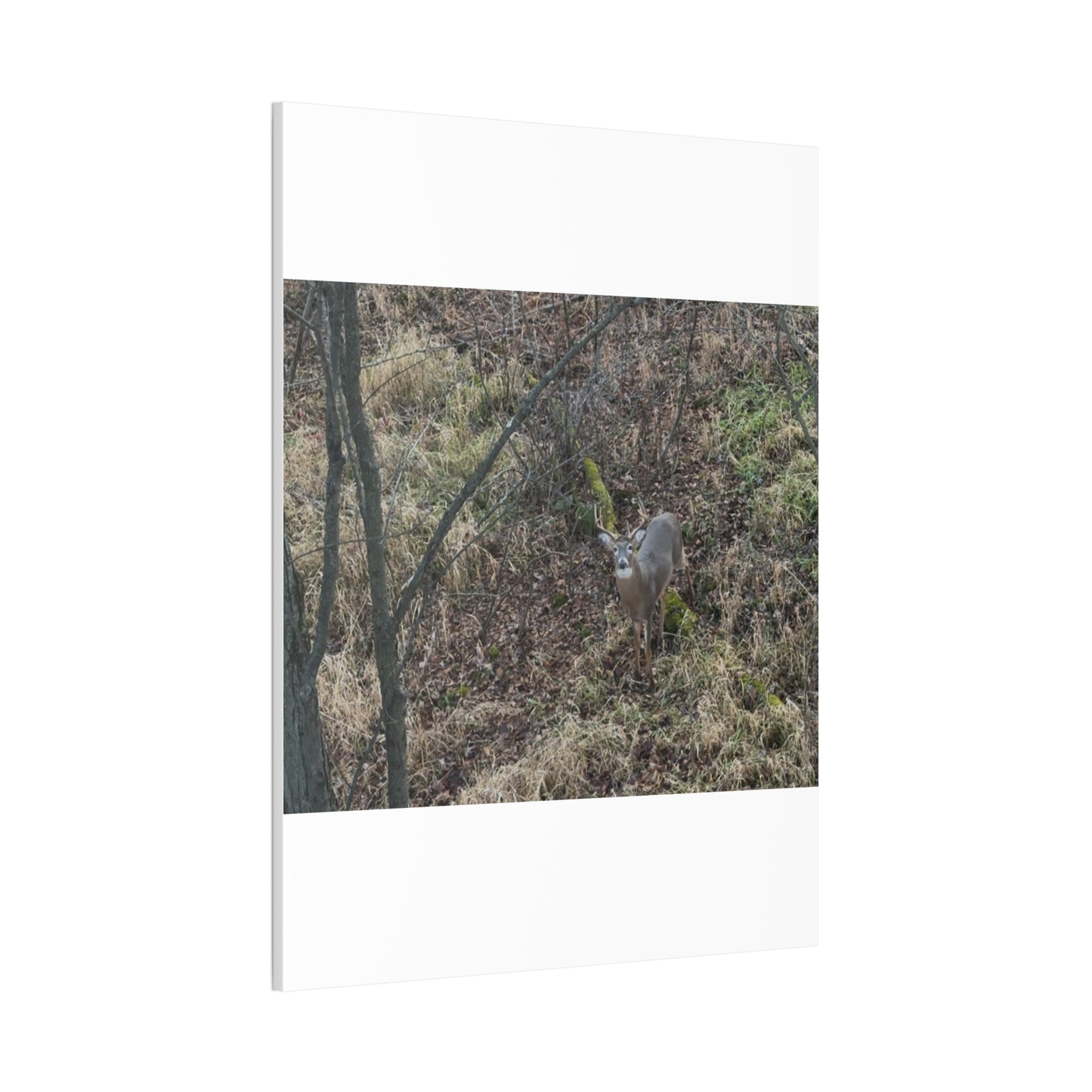 Wisconsin Adrenaline Junkies - Canvas Stretched, 0.75" - Deer