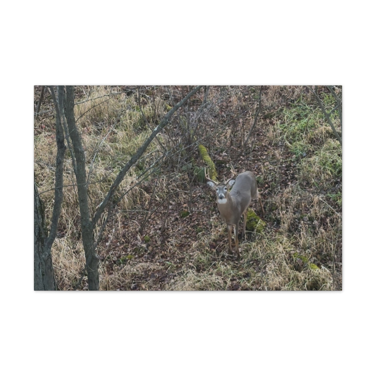 Wisconsin Adrenaline Junkies - Canvas Stretched, 0.75" - Deer