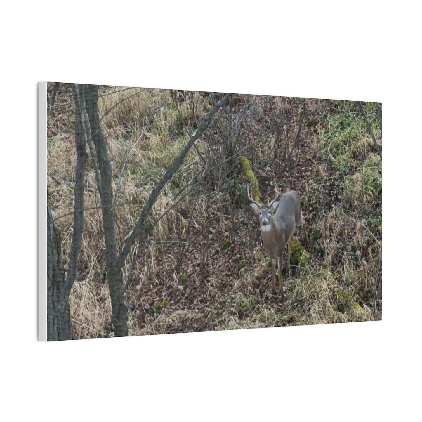 Wisconsin Adrenaline Junkies - Canvas Stretched, 0.75" - Deer