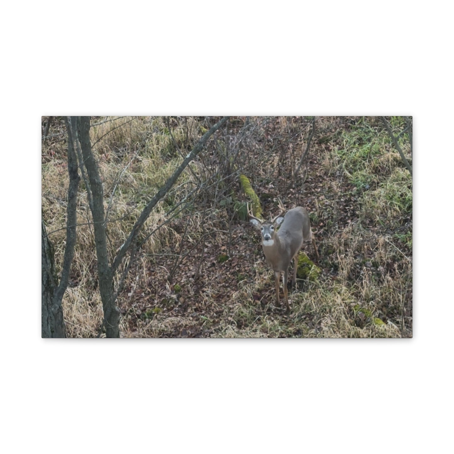 Wisconsin Adrenaline Junkies - Canvas Stretched, 0.75" - Deer