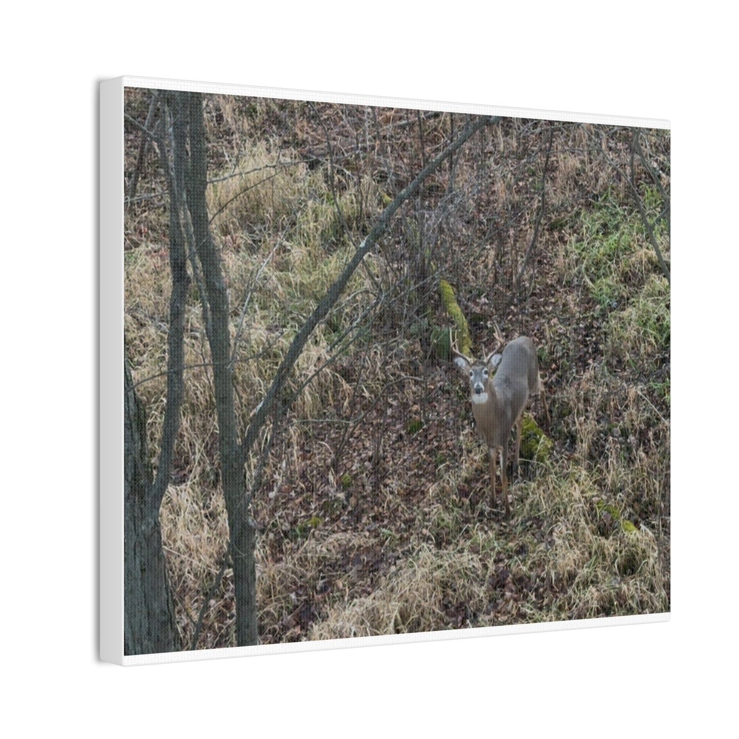 Wisconsin Adrenaline Junkies - Canvas Stretched, 0.75" - Deer
