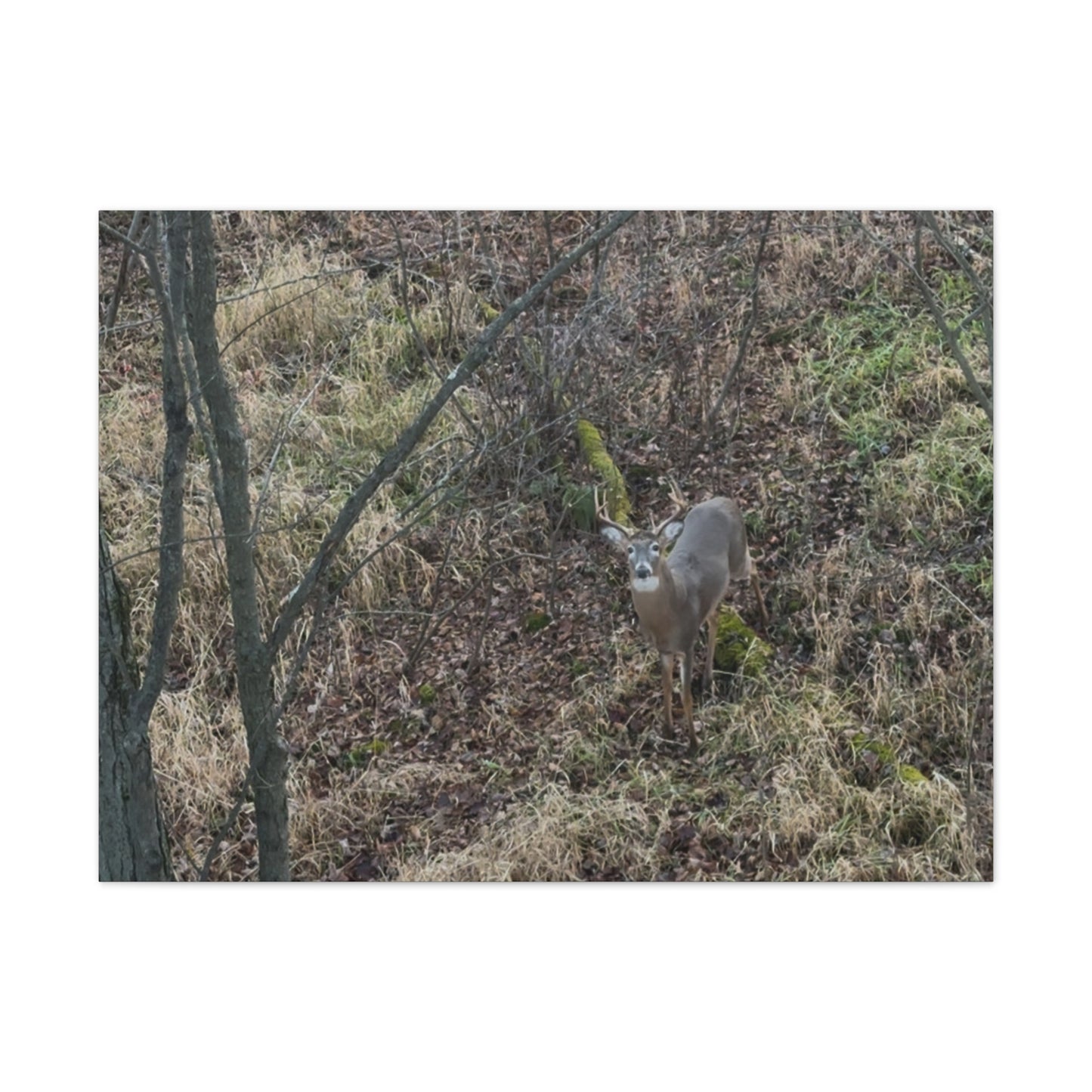 Wisconsin Adrenaline Junkies - Canvas Stretched, 0.75" - Deer