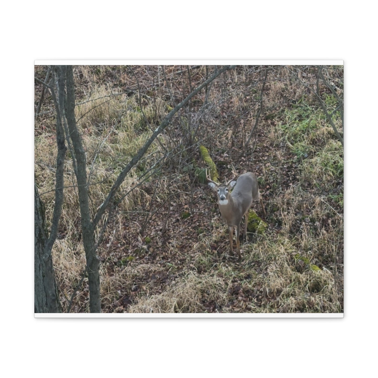 Wisconsin Adrenaline Junkies - Canvas Stretched, 0.75" - Deer