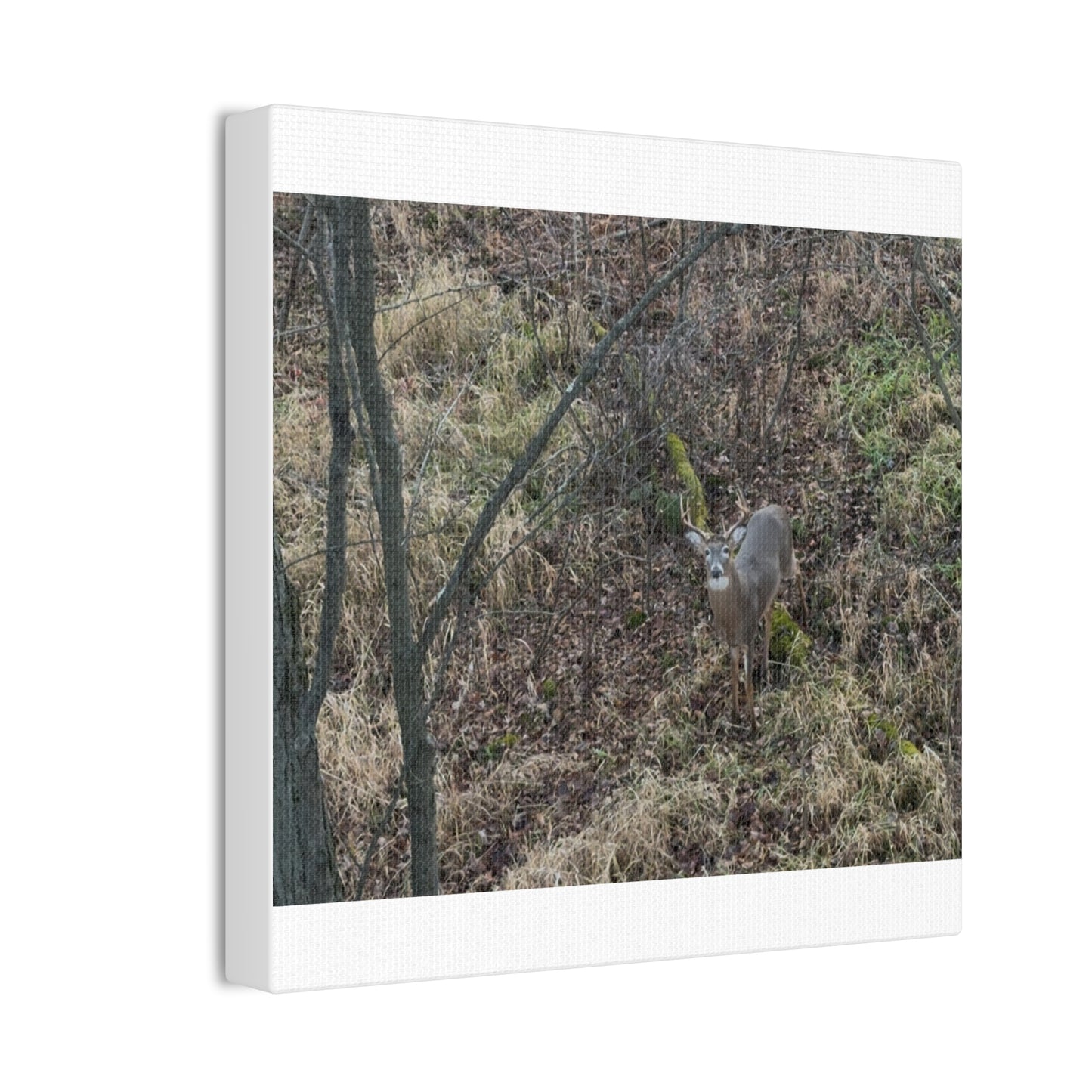 Wisconsin Adrenaline Junkies - Canvas Stretched, 0.75" - Deer