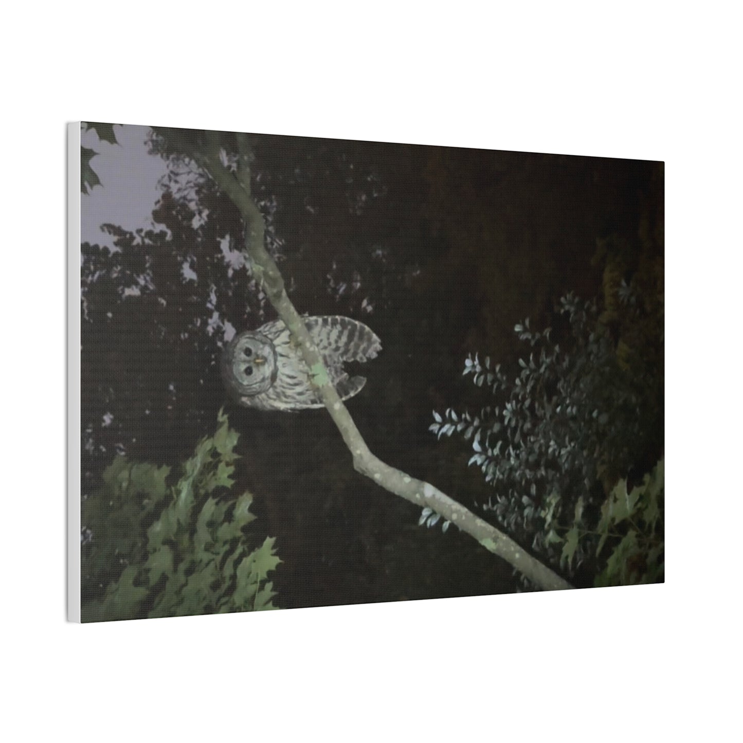 Wisconsin Adrenaline Junkies - Canvas Stretched, 0.75" - Watcher