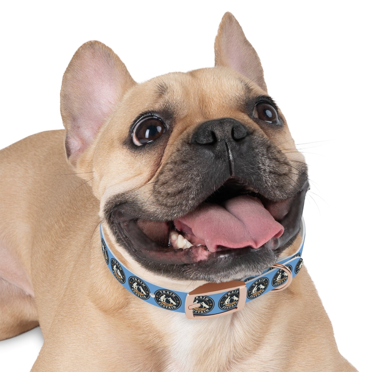 Train & Sustain - Dog Collar