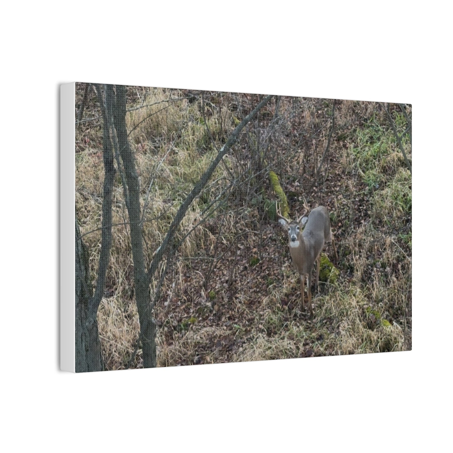 Wisconsin Adrenaline Junkies - Canvas Stretched, 0.75" - Deer