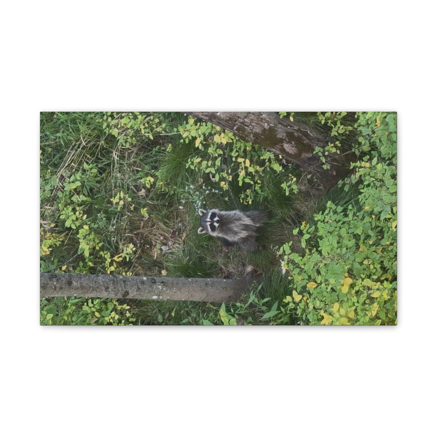 Wisconsin Adrenaline Junkies - Canvas Stretched, 0.75" - Friend
