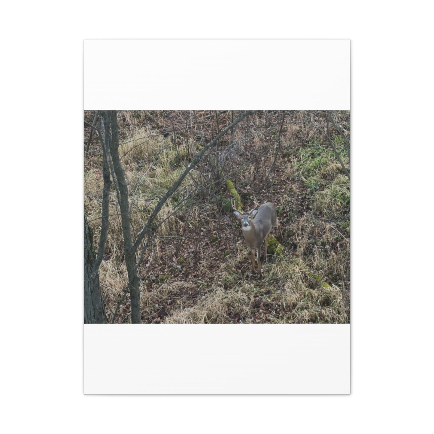 Wisconsin Adrenaline Junkies - Canvas Stretched, 0.75" - Deer