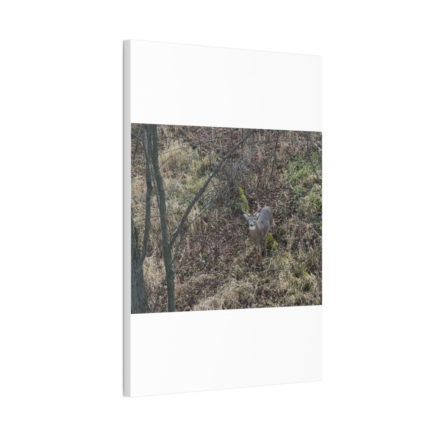 Wisconsin Adrenaline Junkies - Canvas Stretched, 0.75" - Deer