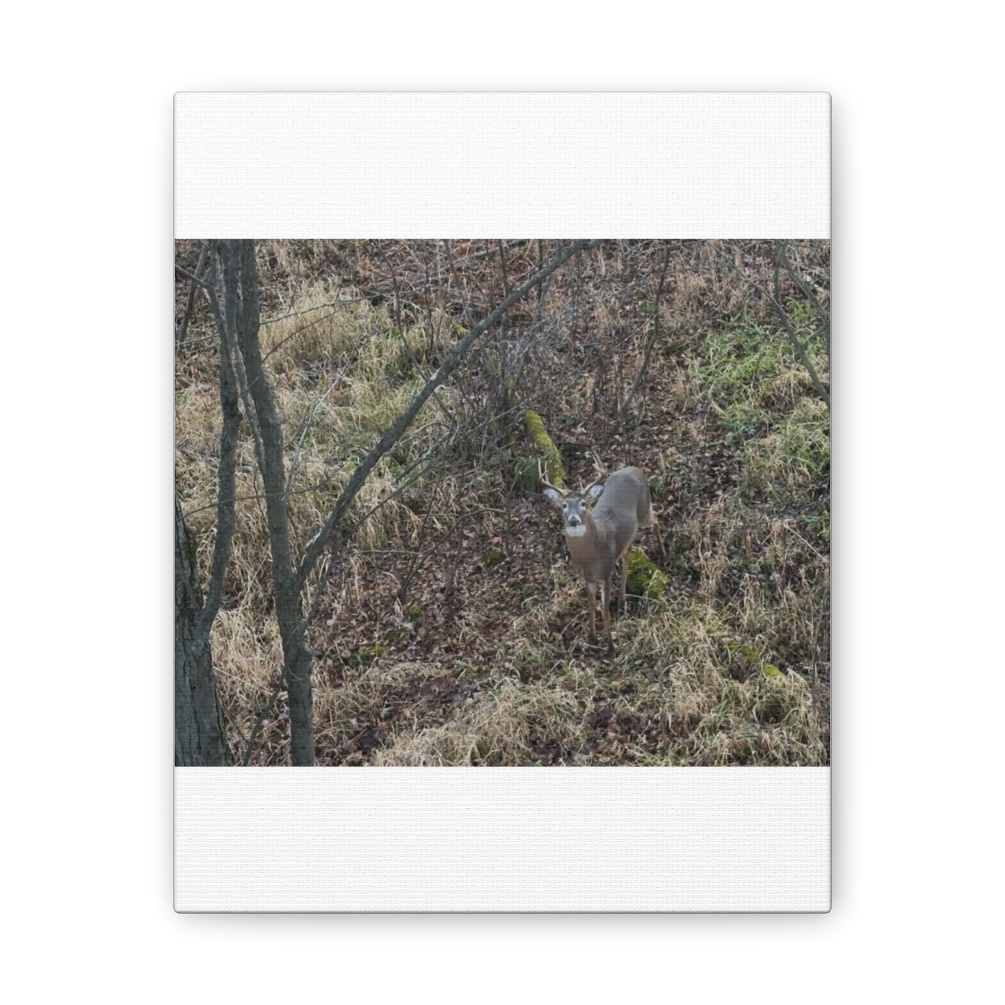 Wisconsin Adrenaline Junkies - Canvas Stretched, 0.75" - Deer