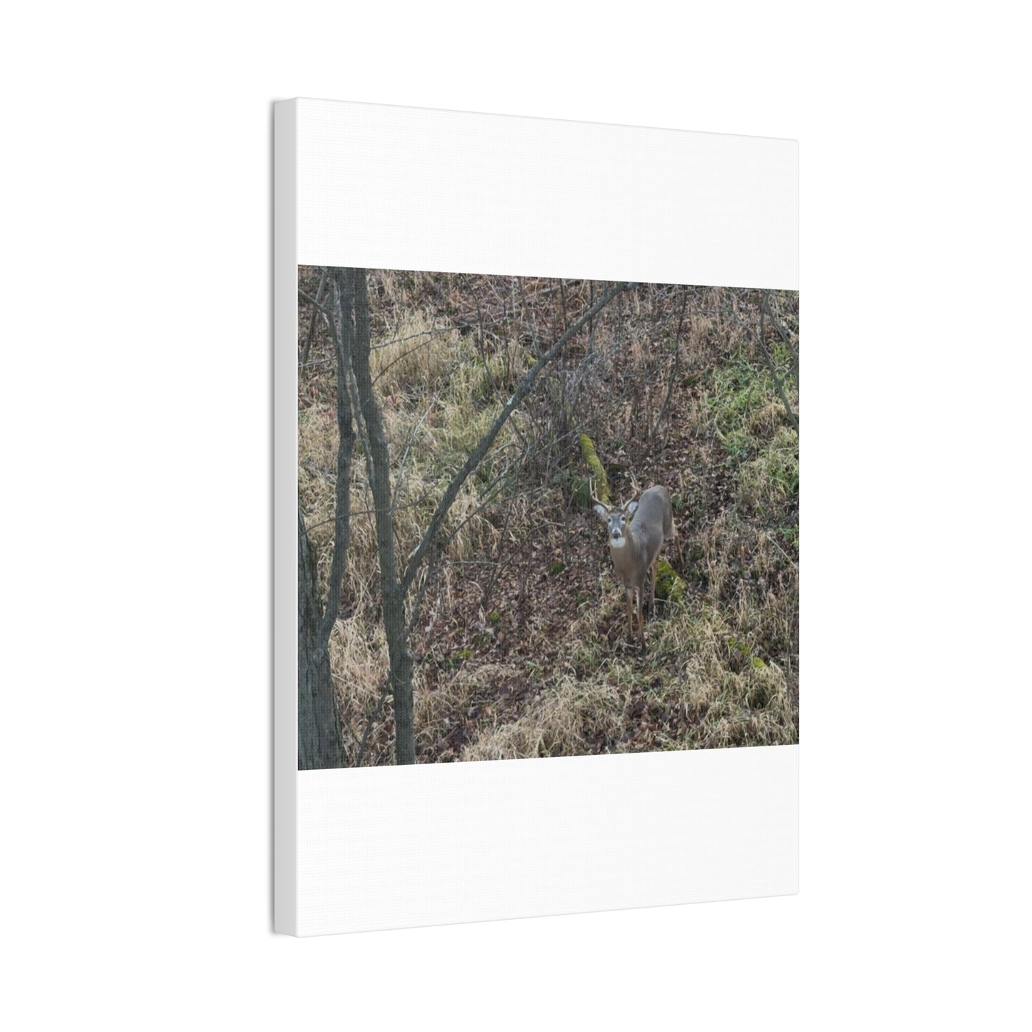 Wisconsin Adrenaline Junkies - Canvas Stretched, 0.75" - Deer