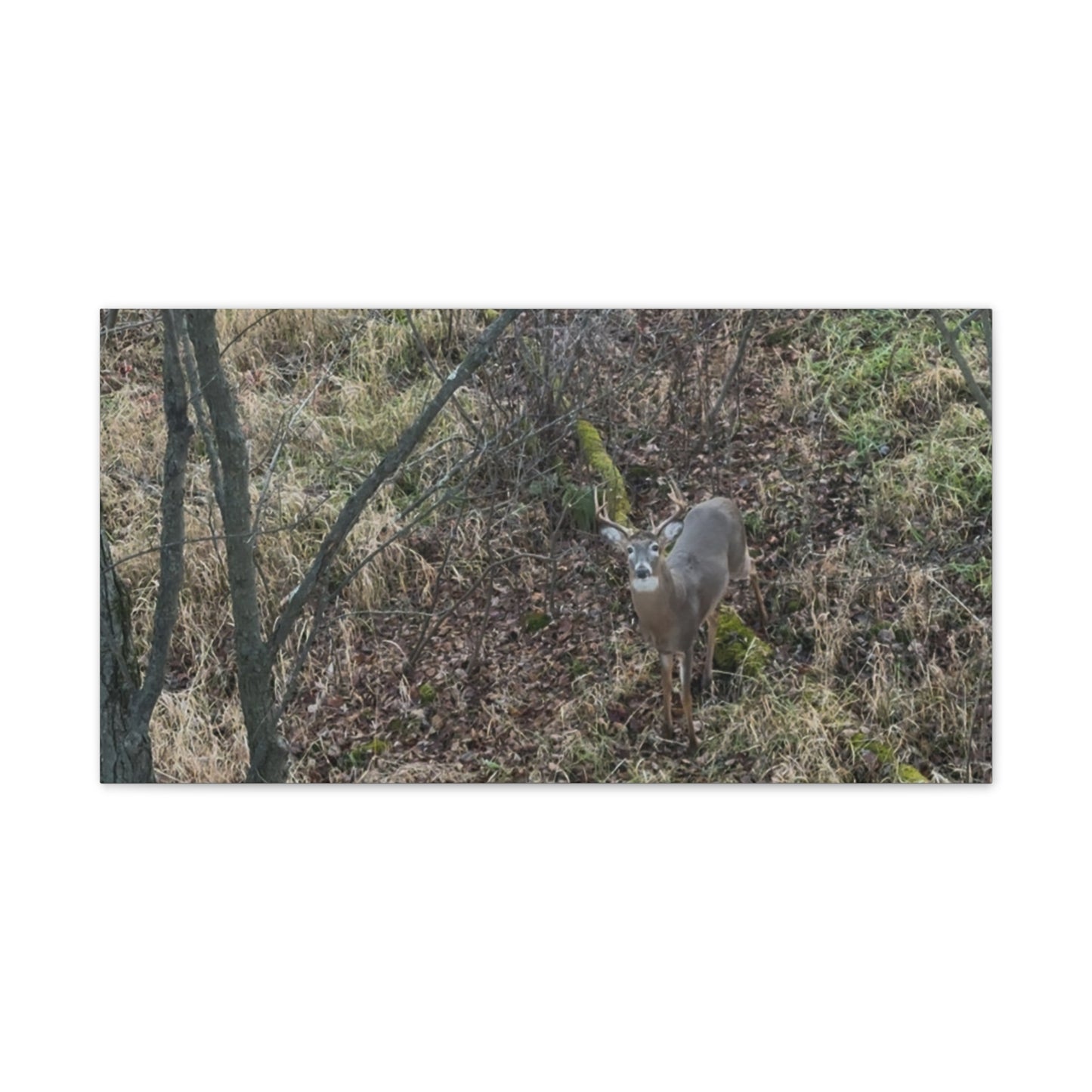 Wisconsin Adrenaline Junkies - Canvas Stretched, 0.75" - Deer