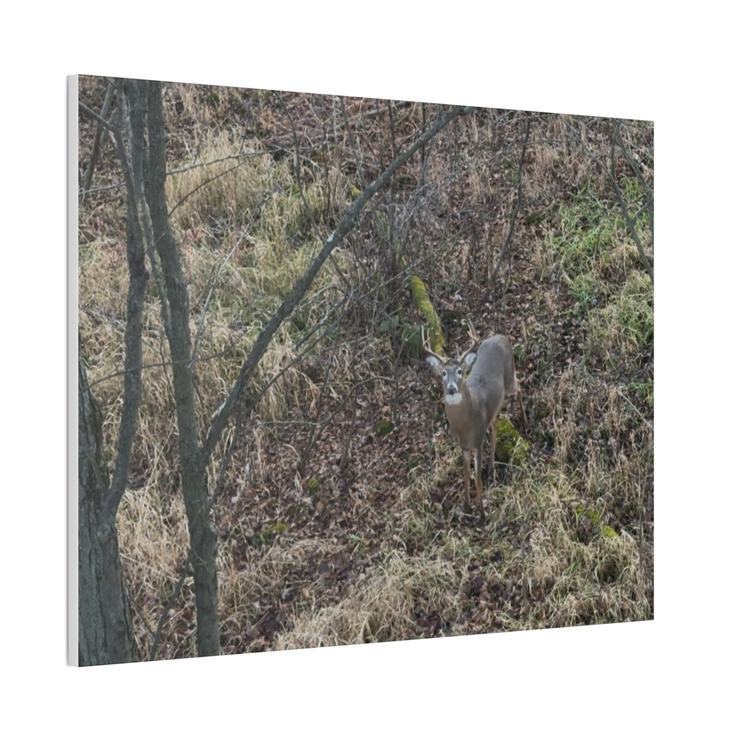Wisconsin Adrenaline Junkies - Canvas Stretched, 0.75" - Deer