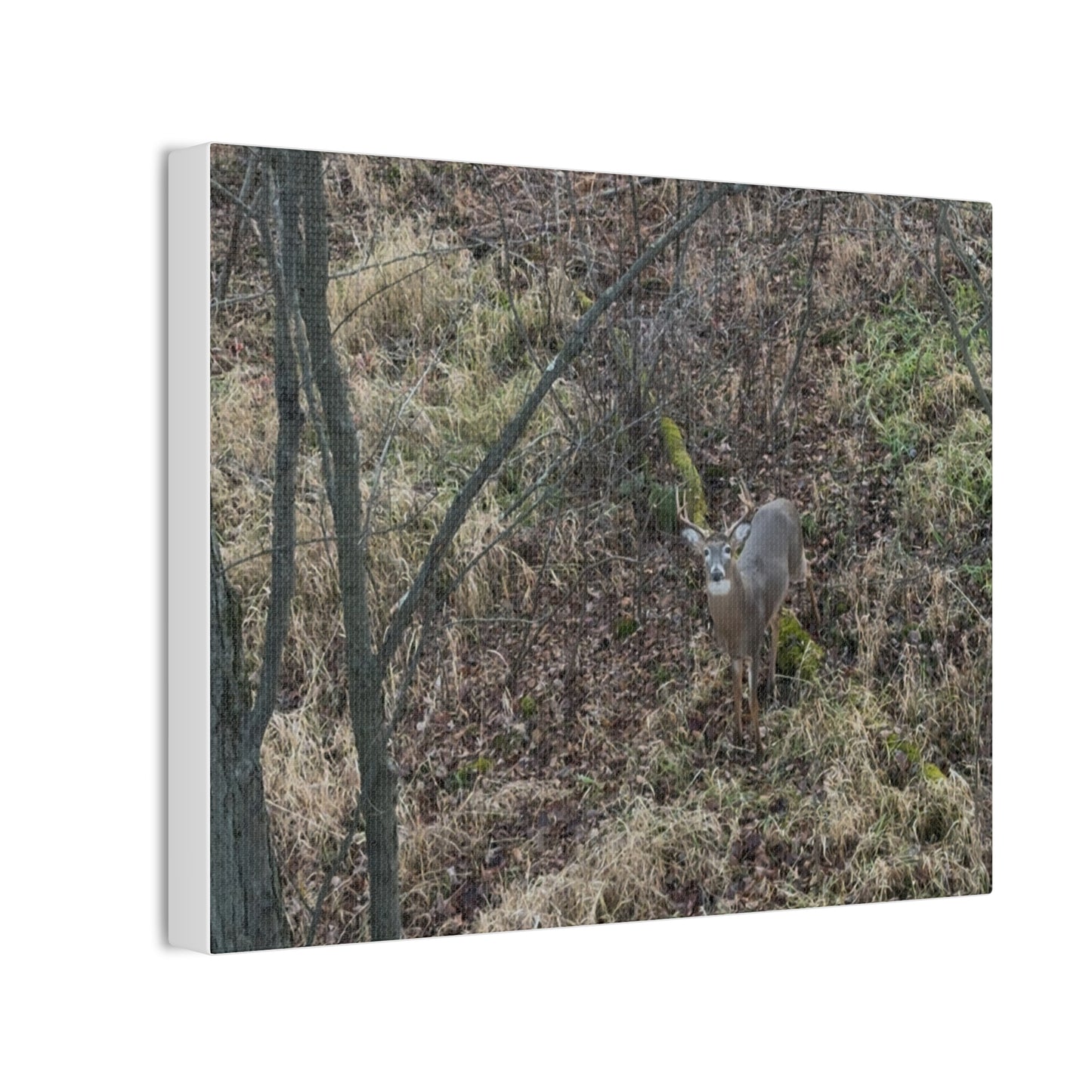Wisconsin Adrenaline Junkies - Canvas Stretched, 0.75" - Deer