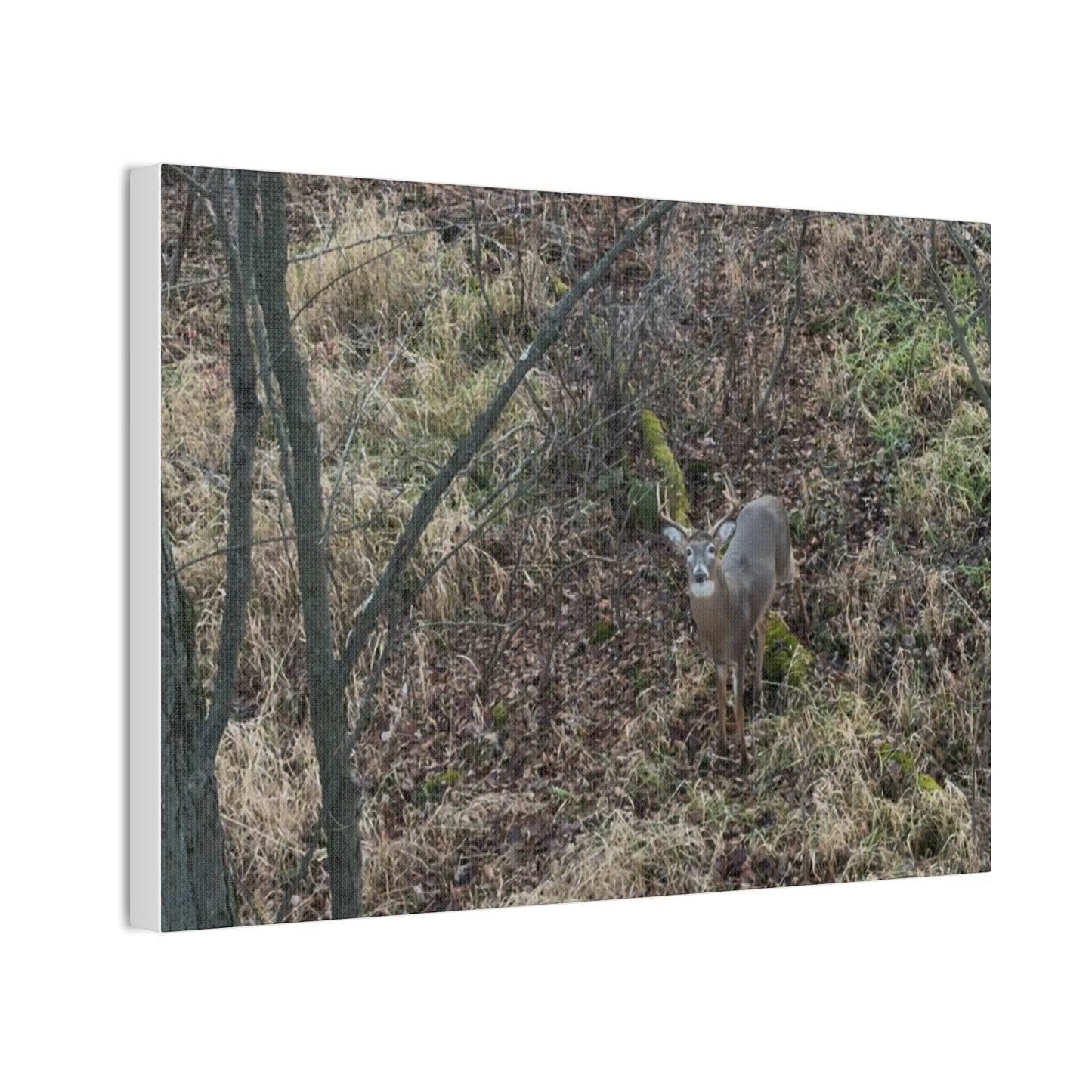 Wisconsin Adrenaline Junkies - Canvas Stretched, 0.75" - Deer