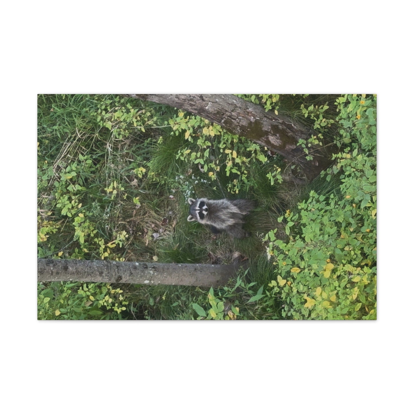 Wisconsin Adrenaline Junkies - Canvas Stretched, 0.75" - Friend