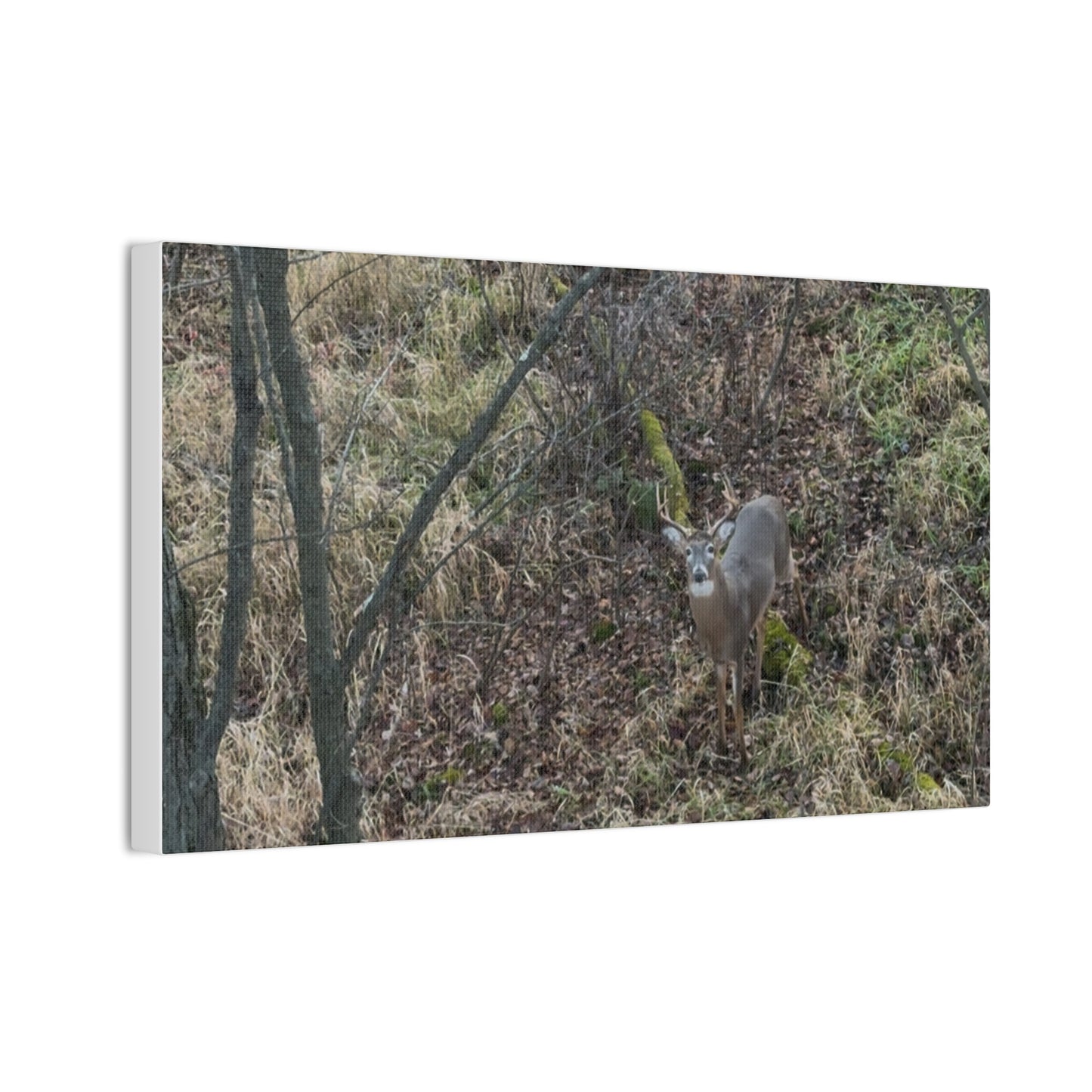 Wisconsin Adrenaline Junkies - Canvas Stretched, 0.75" - Deer