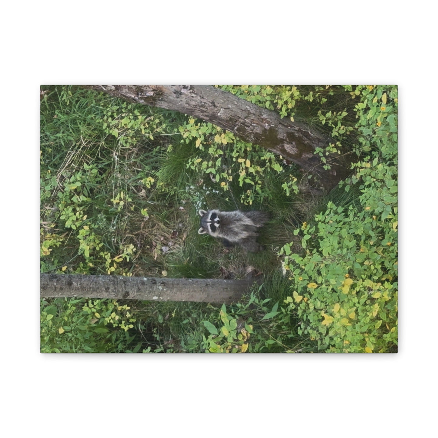 Wisconsin Adrenaline Junkies - Canvas Stretched, 0.75" - Friend