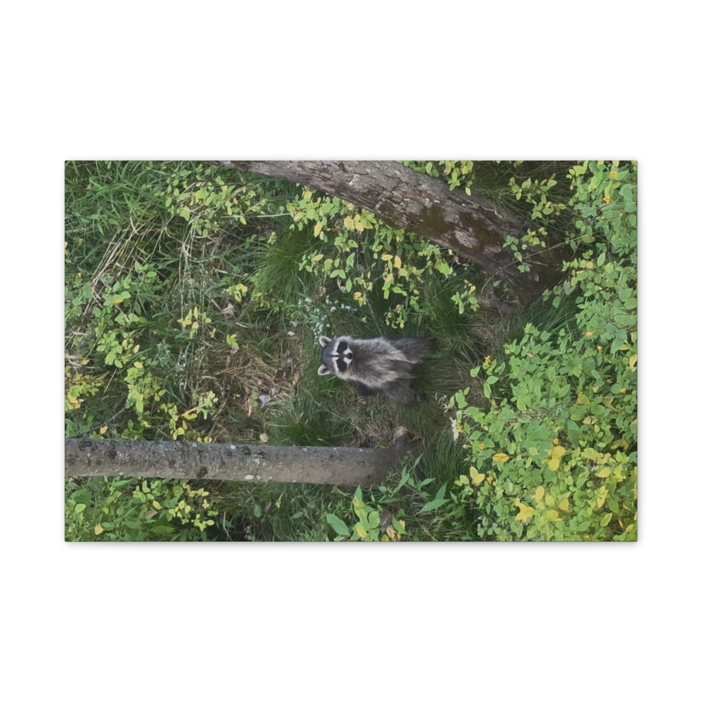 Wisconsin Adrenaline Junkies - Canvas Stretched, 0.75" - Friend