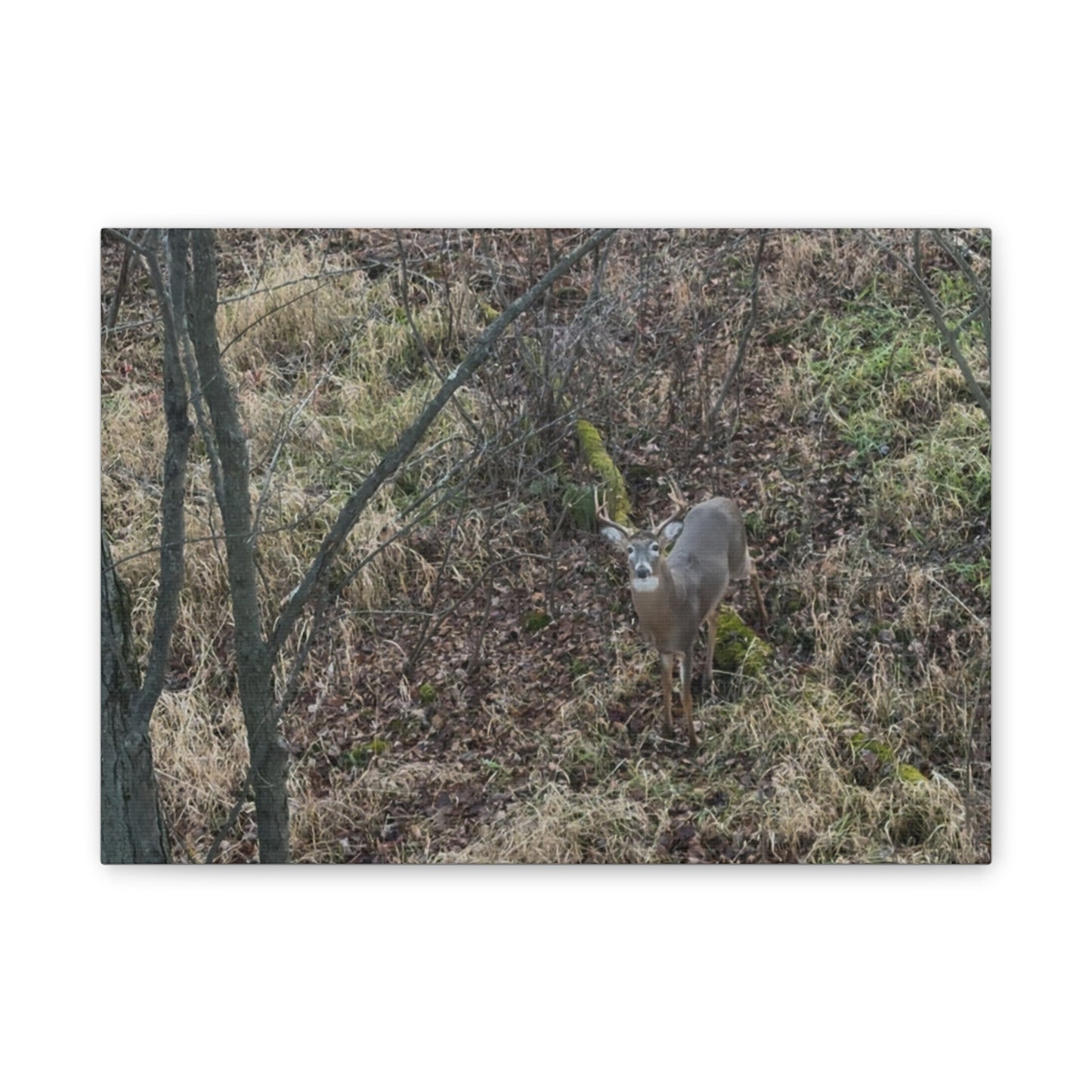 Wisconsin Adrenaline Junkies - Canvas Stretched, 0.75" - Deer