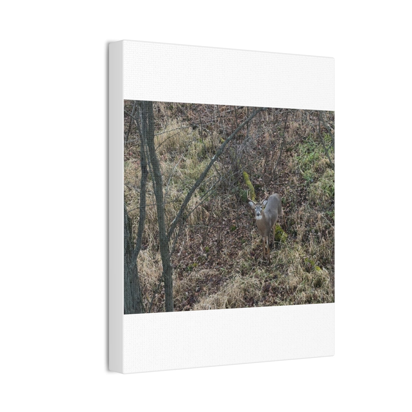 Wisconsin Adrenaline Junkies - Canvas Stretched, 0.75" - Deer