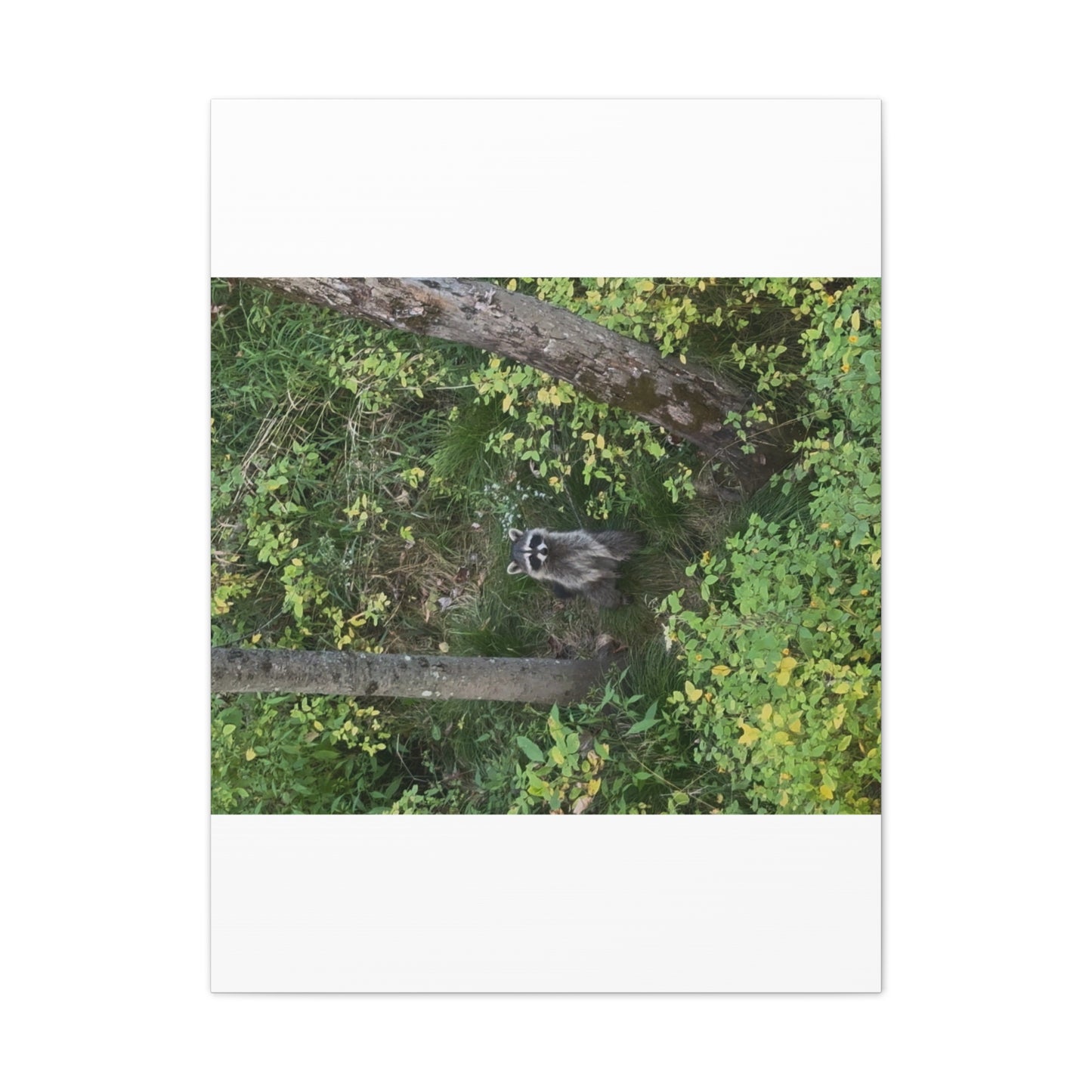 Wisconsin Adrenaline Junkies - Canvas Stretched, 0.75" - Friend