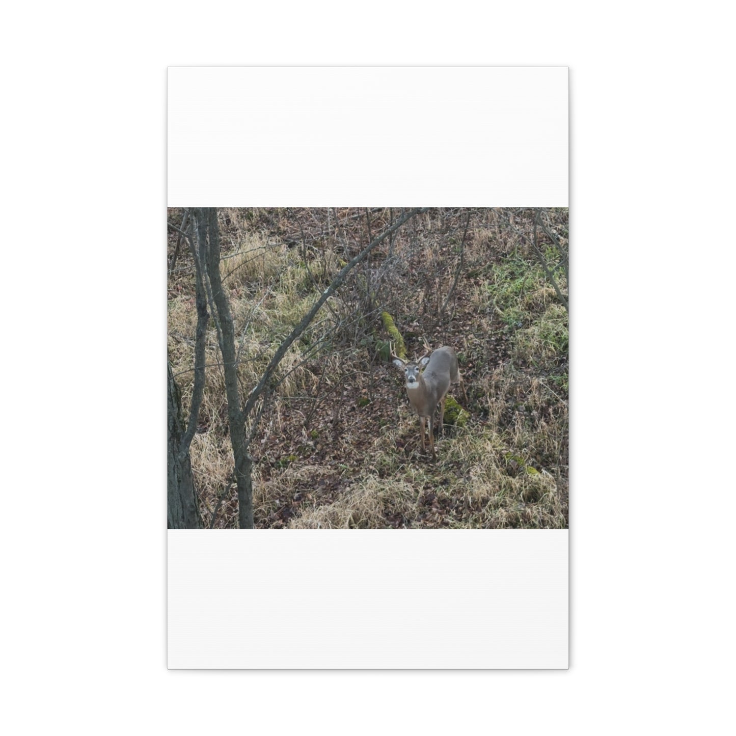 Wisconsin Adrenaline Junkies - Canvas Stretched, 0.75" - Deer