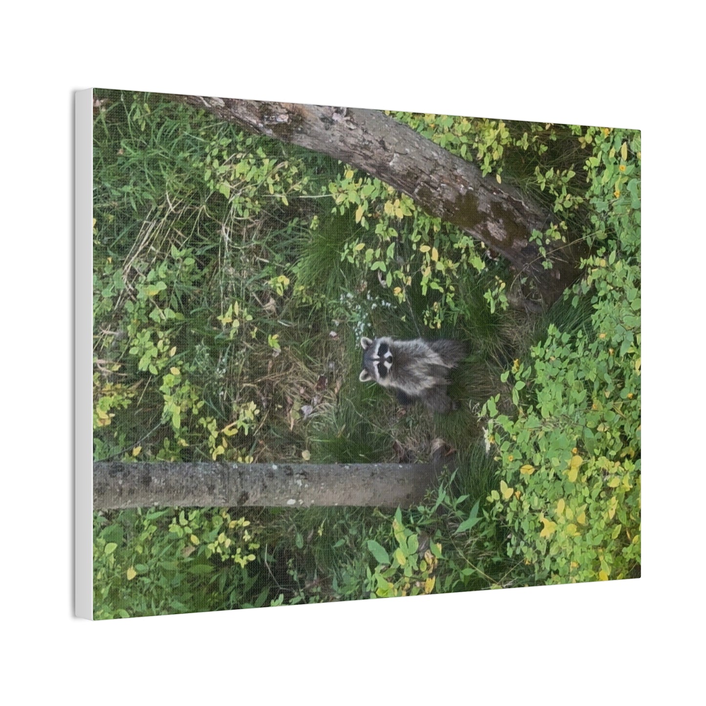 Wisconsin Adrenaline Junkies - Canvas Stretched, 0.75" - Friend