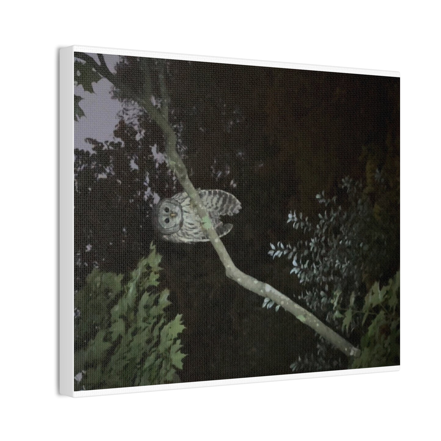 Wisconsin Adrenaline Junkies - Canvas Stretched, 0.75" - Watcher