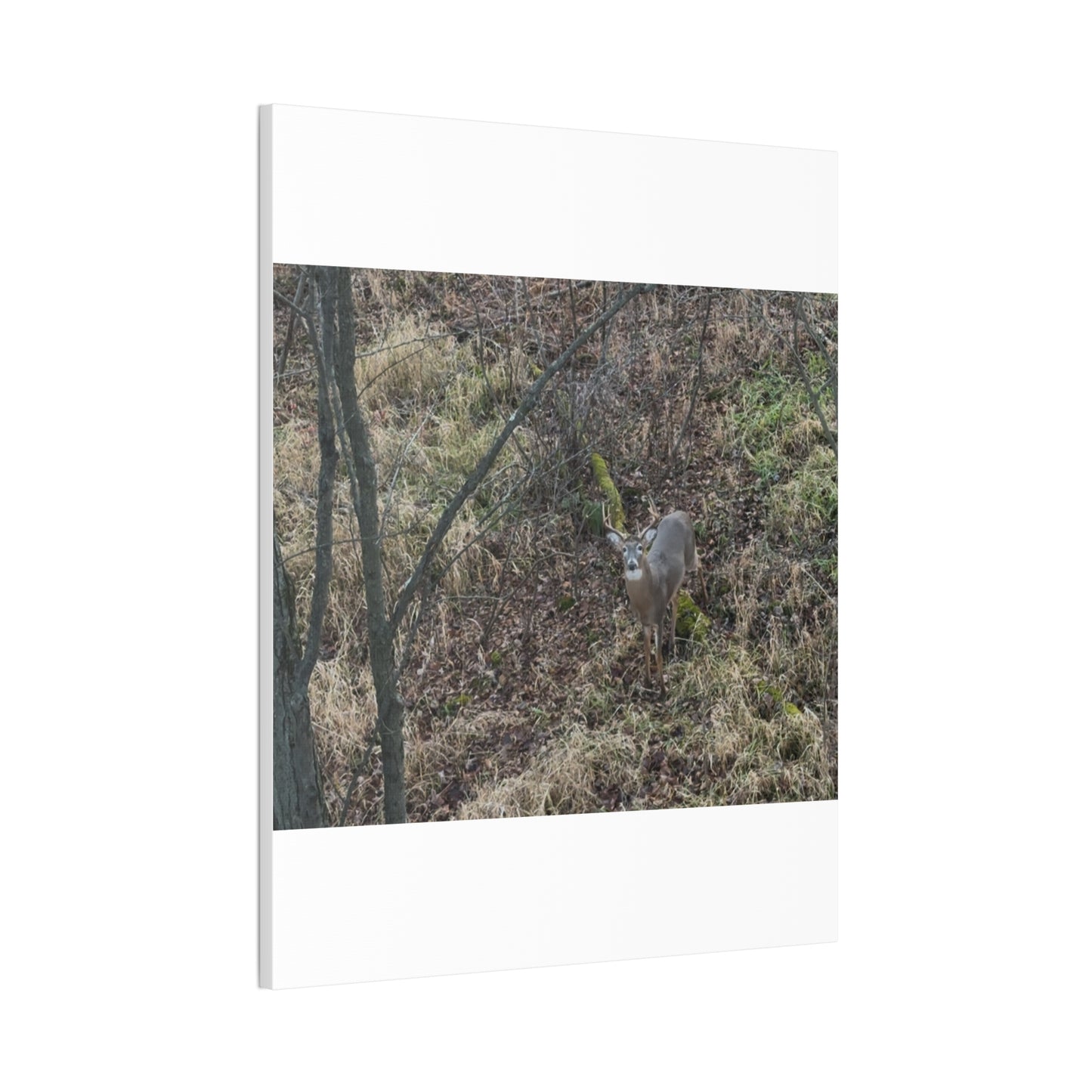Wisconsin Adrenaline Junkies - Canvas Stretched, 0.75" - Deer