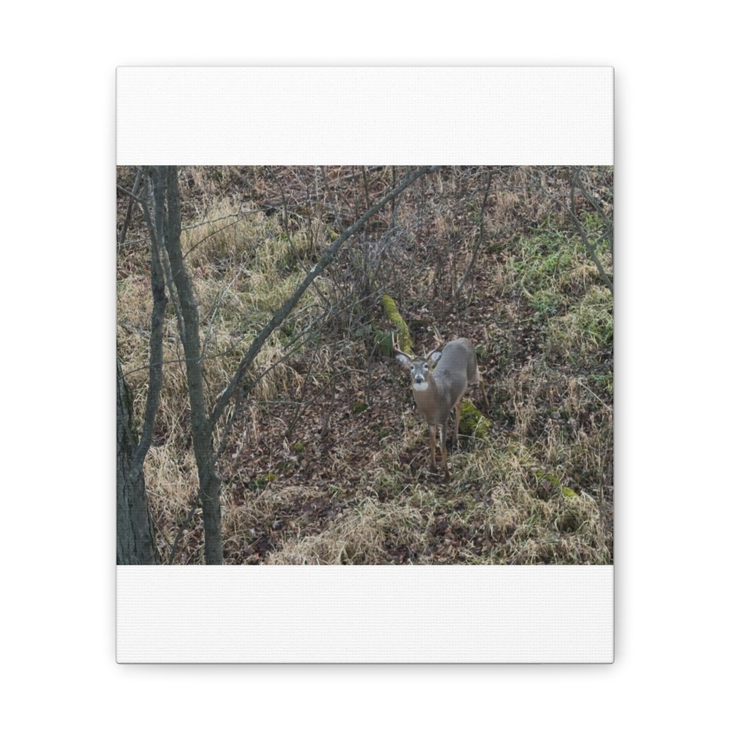 Wisconsin Adrenaline Junkies - Canvas Stretched, 0.75" - Deer