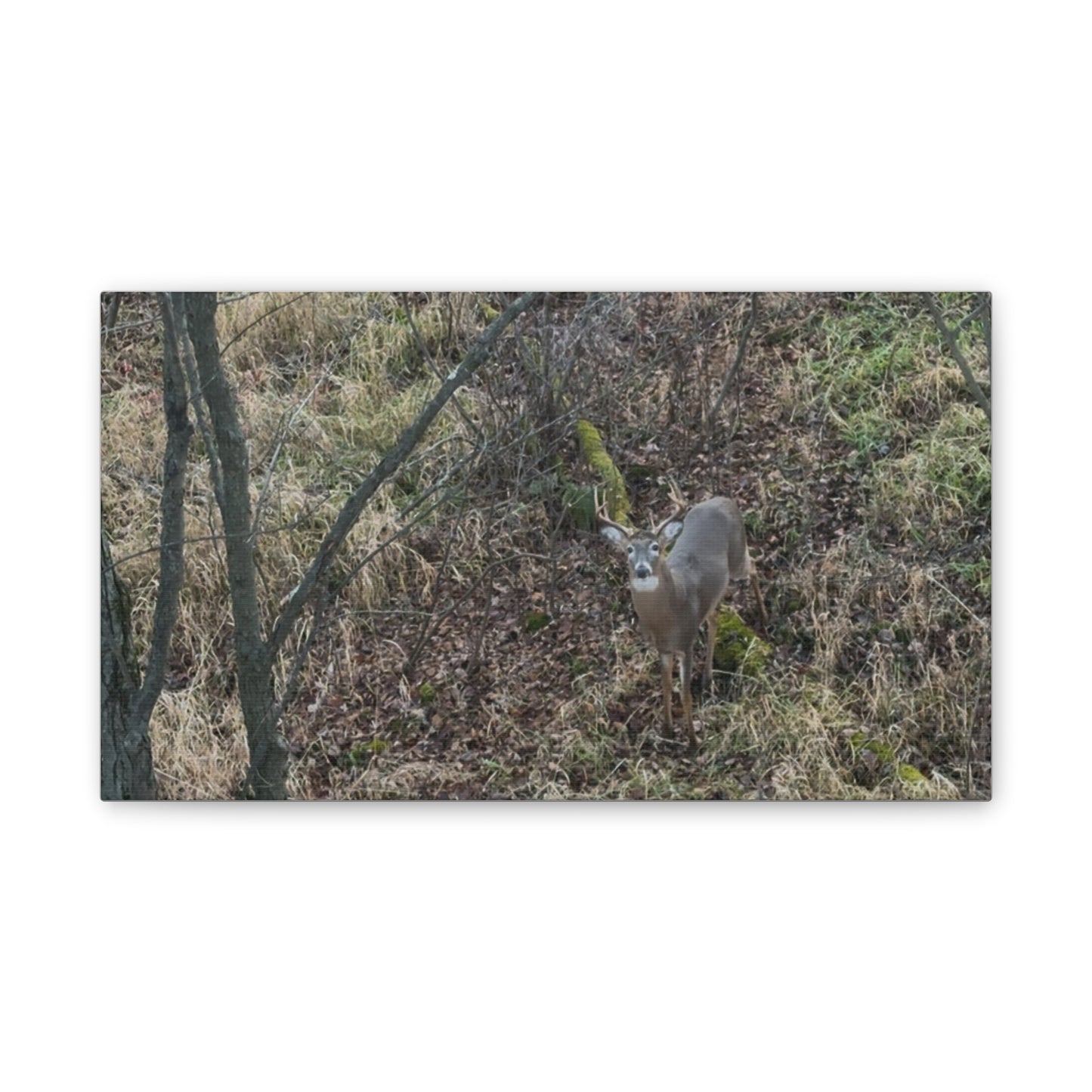 Wisconsin Adrenaline Junkies - Canvas Stretched, 0.75" - Deer